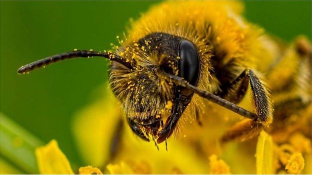 Fakta Seru Mengapa Lebah Menyengat